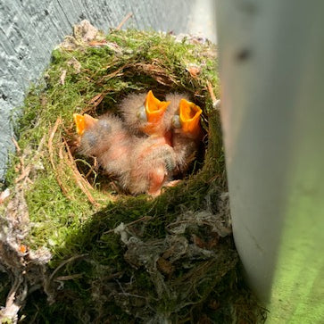 What’s New at the Igloo? Baby Birds!!!